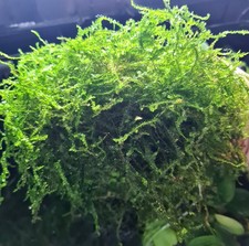 JAVAMOOS * Aquarium *