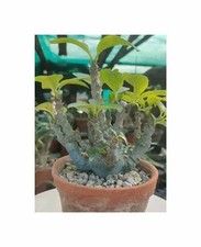 2x Pachypodium windsorii