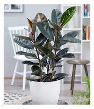 Gummibaum "Abidjan" ca. 70 cm