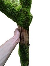 Große Astgabel für