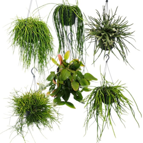 Urban jungle elegance moderne - elegance,