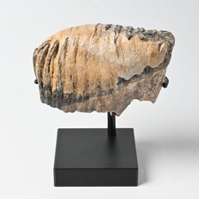 Mammut Backenzahn Nordsee