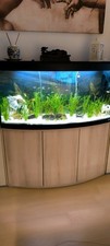 Aquarium Fluval 260 Liter mit Fischen