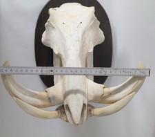  Warzenschwein Zähne Schädel