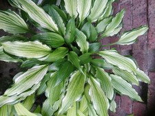 Hosta Funkie " Fuji Sunrise "
