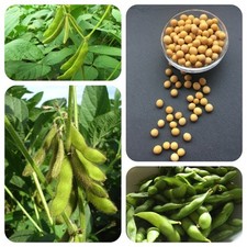 Sojabohne Glycine max Nutzpflanze öl- u. eiweißlieferndes Nahrungsmittel Edamame