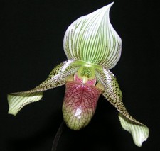 Paphiopedilum parnatanum  In-Vitro