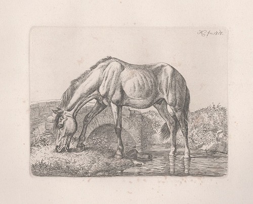 Pferde horses horse cheval