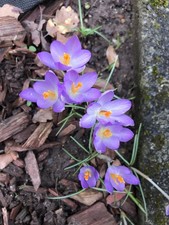 20 Zwiebeln Krokus Elfen