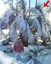 2 Himalaya Palmen für den Garten winterhart immergrün schnellwüchsig Topfpflanze