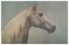 XX2336/ Pferdekopf Pferd