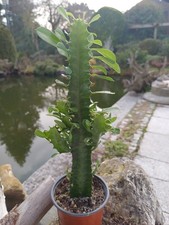 Euphorbia trigona im Topf