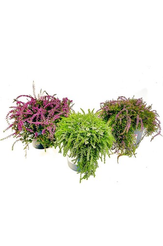 Enseleits hängende calluna - hängende,