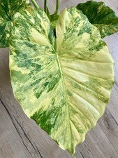 Alocasia macrorrhiza 'Aurea