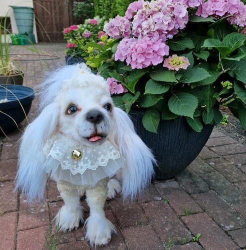 Ooak künstlerhund lebensecht - künstlerhund,