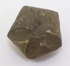 Blastoid, Pentremites