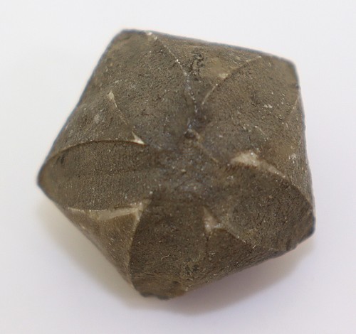 Blastoid pentremites - blastoid,,