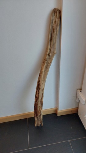 Treibholz schwemmholz 87cm - 87cm, ast