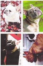 * Fr.  Bulldogge  *  French