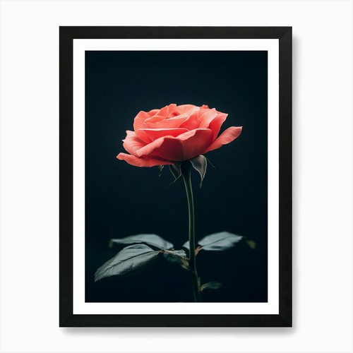 Einzelne rose auf schwarzem - einzelne,