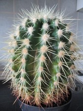 kaktus--schwiegermutterstuhl