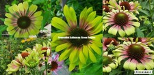 Sonnenhut Echinacea Sorte: Green Twister .....Blumensamen