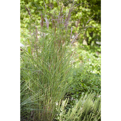 Miscanthus sinensis kleine - miscanthus, 'kleine