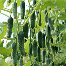 10 Samen Gurken Gunnar F1