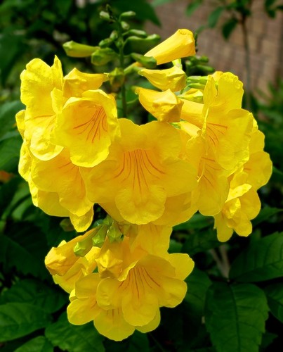 Samen gelbe trompetenblume - 30,