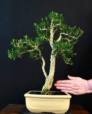 BONSAI CHINESISCHER BUCHSBAUM BUXUS HARLANDII KORKRINDE INDOOR