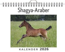 Shagya-Araber Finn Meier