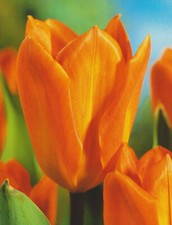 100 Tulpenzwiebeln Orange Brilliant Tulpen Blumenzwiebeln Lieferbar 9.9.