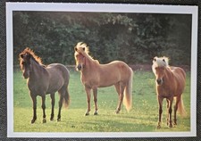 Pferdepostkarte, AK Pferde