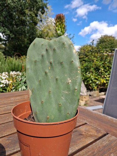 Opuntia ficus indica