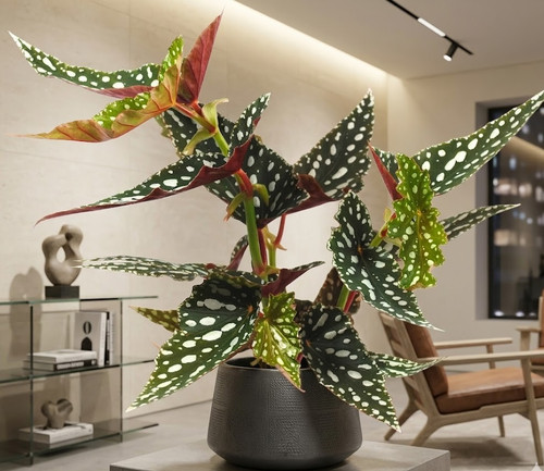 Begonia maculata - begonia, –
