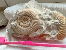 Ammoniten 4xJura