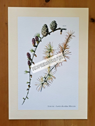 Lärche baum kunstdruck - lÄrche,, baum,