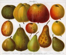 Obstsorten I