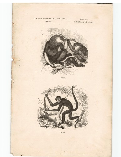 Antike lithographie grafik - lithographie, 19