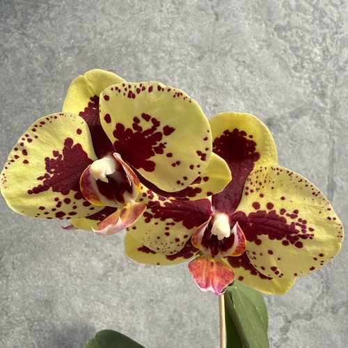 Phaleanopsis 5018 - phaleanopsis,