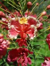 Caesalpinia pulcherrima Pink