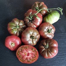 Purple Calabash (Rar) Fleischtomate Salattomate Tomatensamen Samen (15.24)