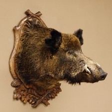Wildschwein Europäisches Keiler Keilerkopf H 95 cm Kopf Präparat Schild 34.1.70