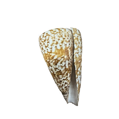 Kegelschnecke conus muschel - kegelschnecke,