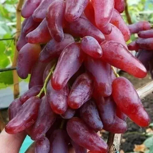 Weintraube weinrebe - ,