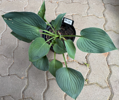 Hosta funkie blue lady - /,