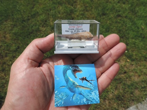 Schöner zahn vom plesiosaurus - zahn,