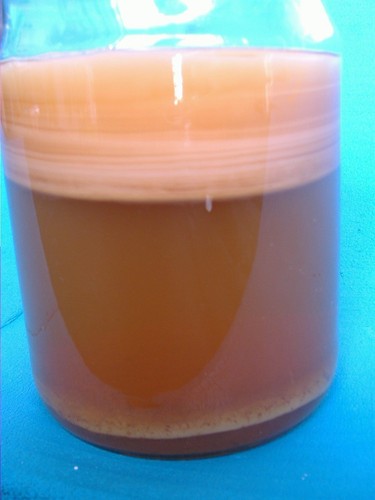 Kombucha teepilz incl - kombucha,