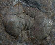 Ordovizium Vysocania (Stenopareia) panderi Seltener Trilobit  Trubin CSFR  W78-6