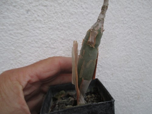 Bursera schlechtendalii